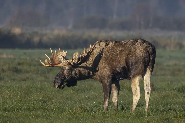 Framed Print : A bull moose (Alces alces) looking for food in a meadow