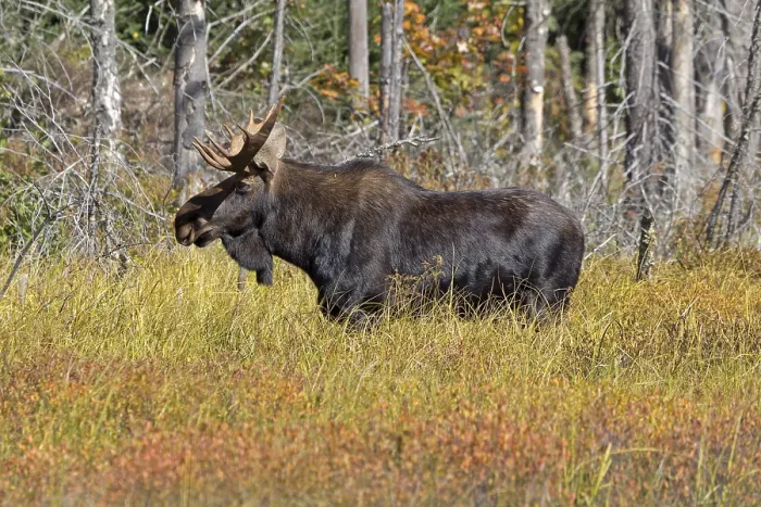 Framed Print : Bull moose in Algonquin Provincial Park in Canada Framed Print : Bull moose in Algonquin Provincial Park in Canada