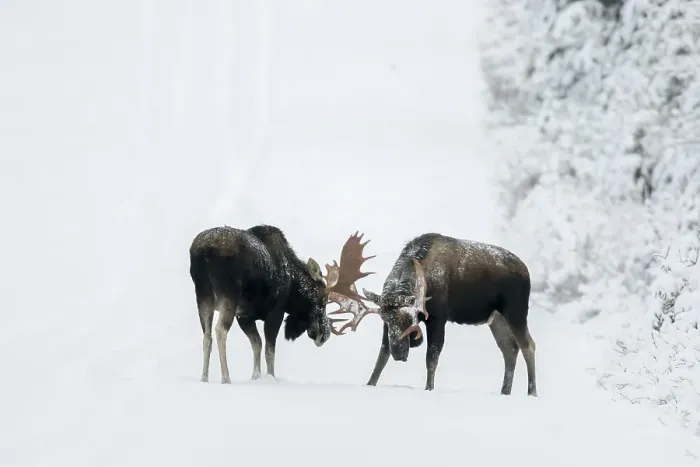 Framed Print : Two bull moose fight on a snowy forest road during the rut