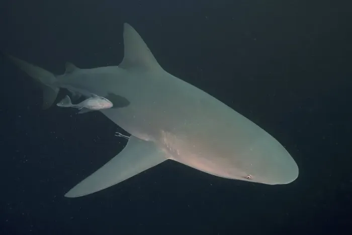 Framed Print : Bull shark (Carcharhinus leucas) Framed Print : Bull shark (Carcharhinus leucas)