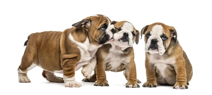 Framed Print : Bulldog puppies cuddling, isolated on white Framed Print : Bulldog puppies cuddling, isolated on white