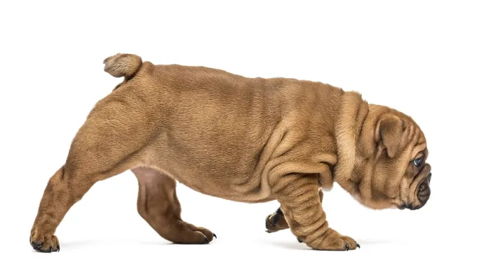 Framed Print : Bulldog puppy walking, isolated on white Framed Print : Bulldog puppy walking, isolated on white