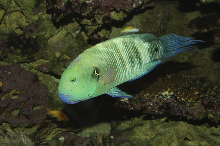 Framed Print : Bullethead parrotfish (Chlorurus sordidus) Framed Print : Bullethead parrotfish (Chlorurus sordidus)