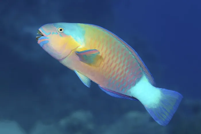 Framed Print : Bullethead parrotfish (Chlorurus sordidus) swims over the coral reef