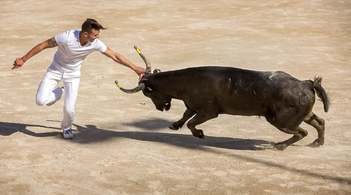 Framed Print : A bullfighter tries to remove the rosette