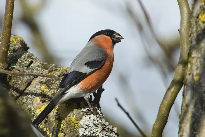 Framed Print : Bullfinch, Bullfinch (Pyrrhula pyrrhula)