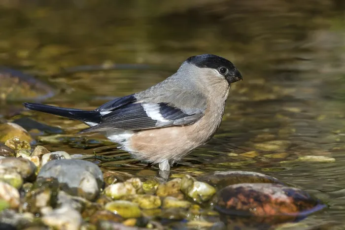Framed Print : Bullfinch - female at the stream (Pyrrhula pyrrhula)