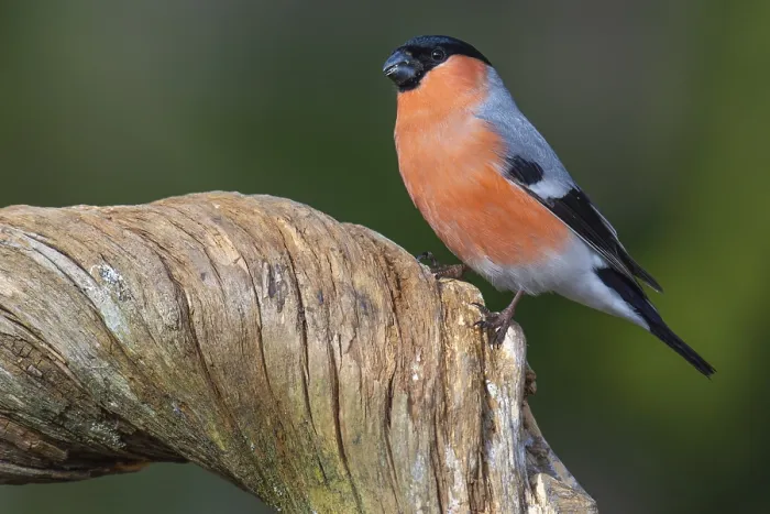Framed Print : Bullfinch (Pyrrhula pyrrhula), Fagelsjo