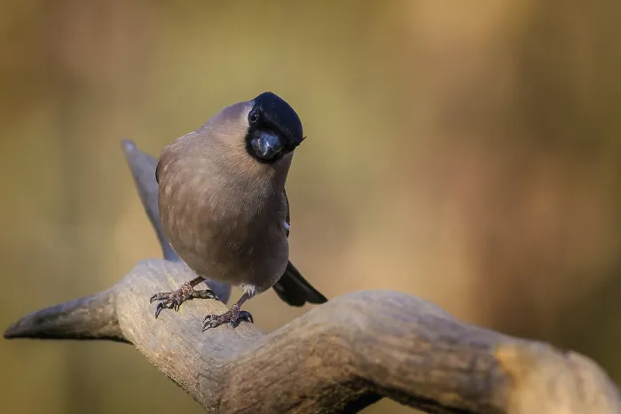 Framed Print : Bullfinch (Pyrrhula-pyrrhula) perched on a branch Framed Print : Bullfinch (Pyrrhula-pyrrhula) perched on a branch