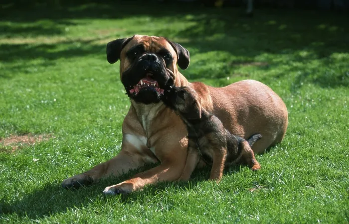 Framed Print : Bullmastiff and Border Terrier puppy Framed Print : Bullmastiff and Border Terrier puppy