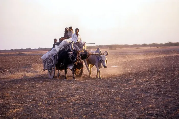Framed Print : Bullock cart on a field, Saurashtra