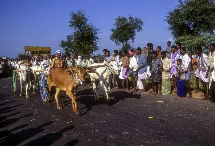 Framed Print : Bullock cart Rekla race in Madurai