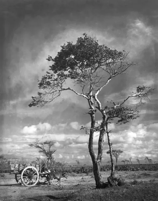 Framed Print : Bullock cart stand near the tree, Palghar, Maharas htra, India 1940's