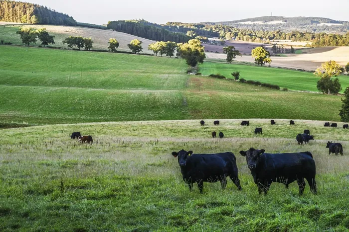 Framed Print : Bulls and Cows on Scottish Borders Farms Framed Print : Bulls and Cows on Scottish Borders Farms