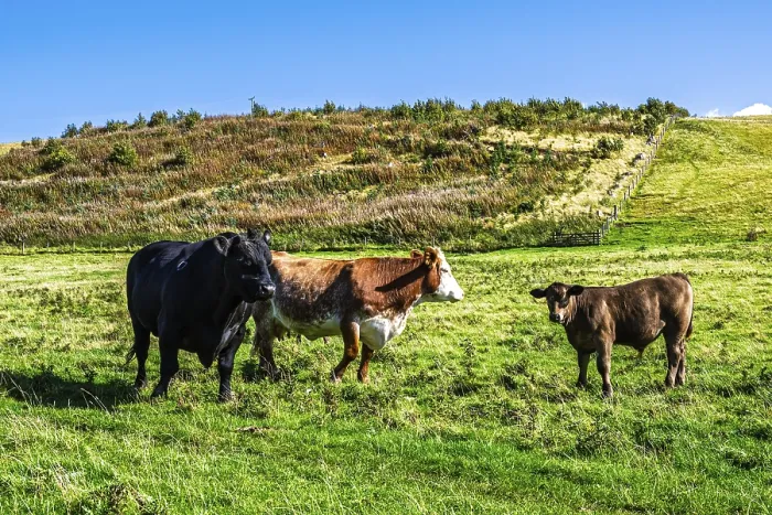 Framed Print : Bulls and Cows on Scottish Borders Farms
