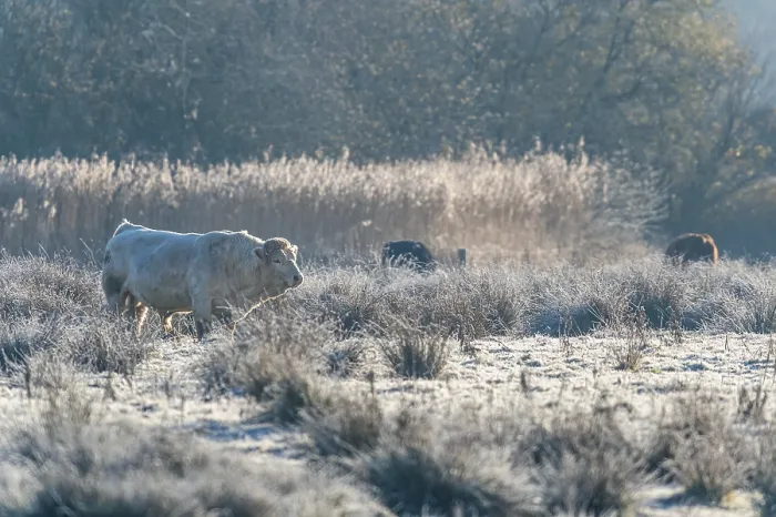 Framed Print : Bulls on Marshes shrouded in frost at sunrise
