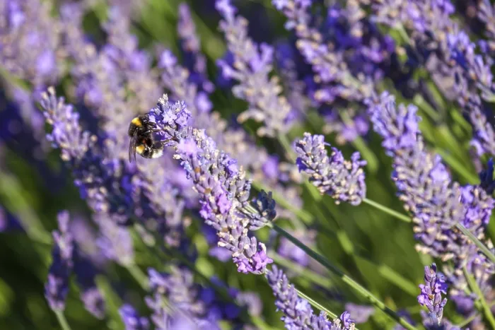Framed Print : Bumble Bee collecting pollen from Lavender flowers