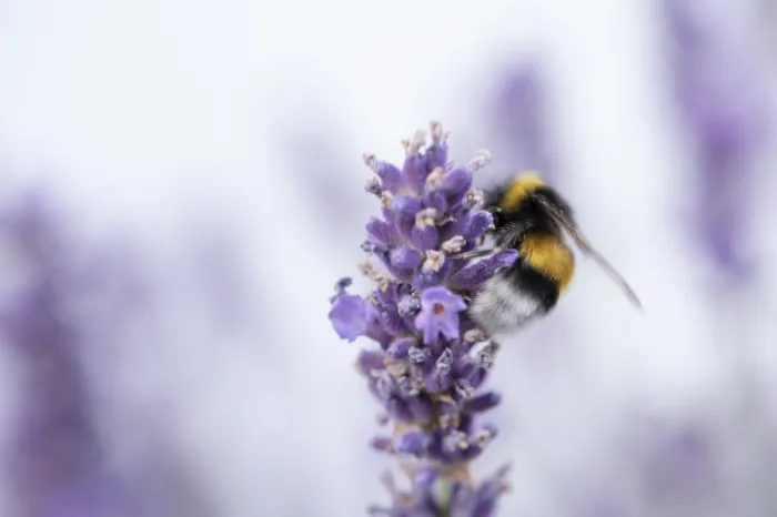 Framed Print : Bumblebee (Bombus), wiper, sitting on purple lavender flower