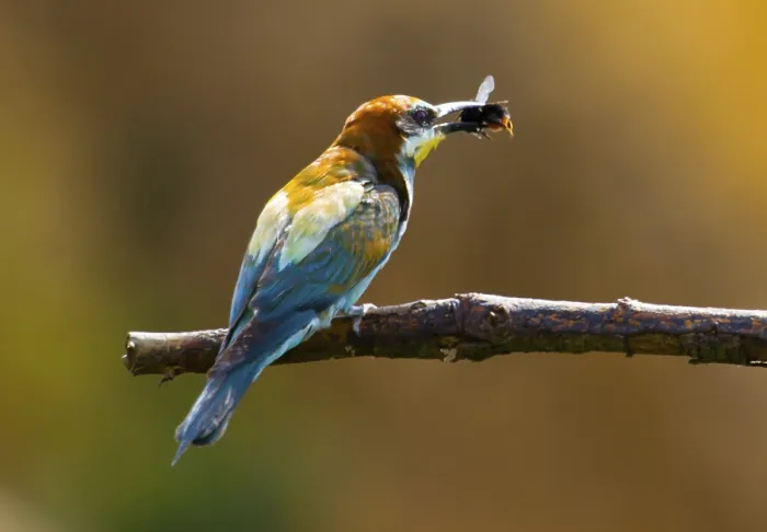 Framed Print : Bumblebee for breakfast (Merops apiaster) Framed Print : Bumblebee for breakfast (Merops apiaster)