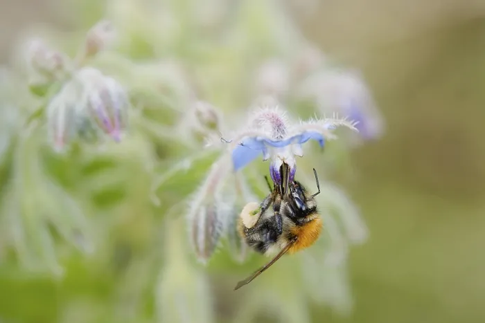 Framed Print : Bumblebee pollinating flowers. pollination of flowers Framed Print : Bumblebee pollinating flowers. pollination of flowers