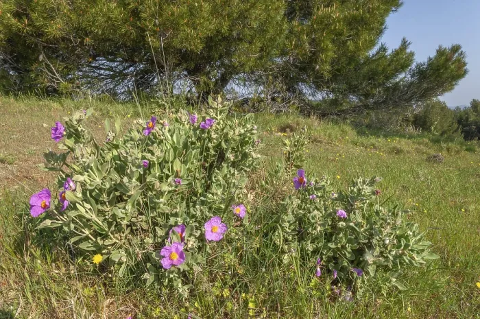 Framed Print : A bunch of purple flowers grows in a field