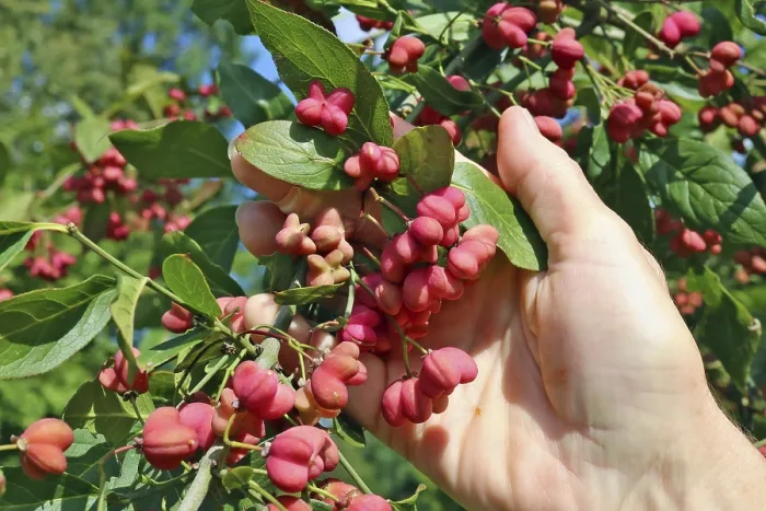 Framed Print : Bunch of real wild unripe pink forest euonymus tree seeds in senior woman hand Framed Print : Bunch of real wild unripe pink forest euonymus tree seeds in senior woman hand