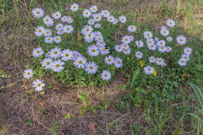 Framed Print : Bunch of wild white daisies in shade among green grass