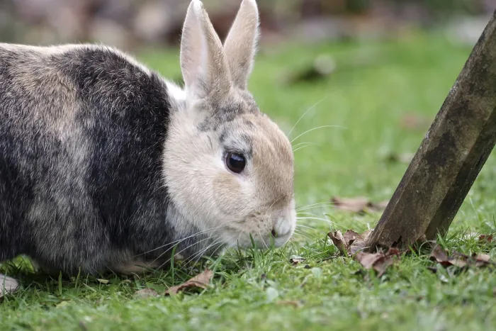 Framed Print : Bunny, pet, hare, grass, outside