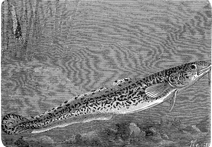 Framed Print : Burbot, burbot caterpillar, Lota lota Framed Print : Burbot, burbot caterpillar, Lota lota