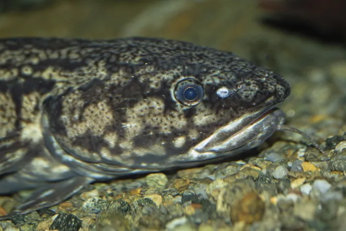 Framed Print : Burbot head portrait floating looking right Framed Print : Burbot head portrait floating looking right