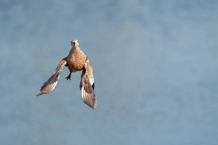 Framed Print : Burchell's sandgrouse (Pterocles burchelli) in flight Framed Print : Burchell's sandgrouse (Pterocles burchelli) in flight
