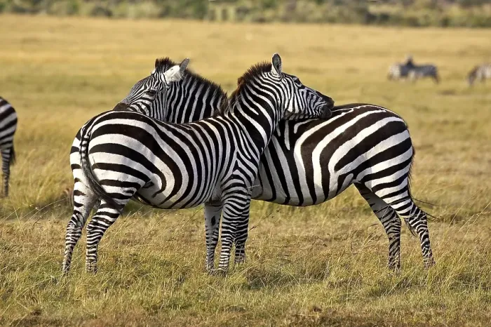 Framed Print : BURCHELL'S ZEBRA (equus burchelli) Framed Print : BURCHELL'S ZEBRA (equus burchelli)