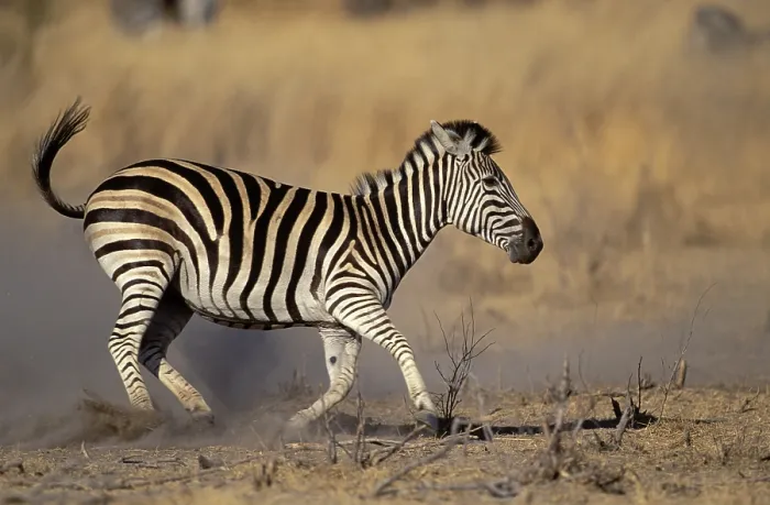 Framed Print : Burchell's Zebra (Equus burchelli) Framed Print : Burchell's Zebra (Equus burchelli)