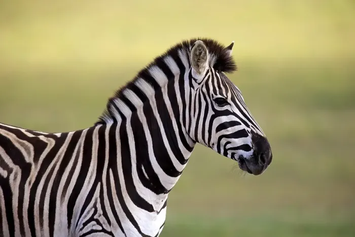 Framed Print : Burchell's Zebra (Equus quagga burchelli)