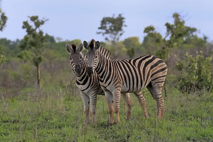 Framed Print : Burchell's zebra (Equus quagga burchelli)