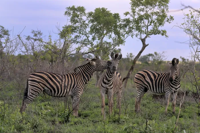 Framed Print : Burchell's zebra (Equus quagga burchelli)