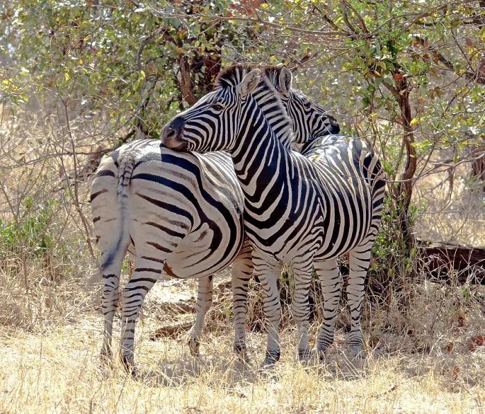 Framed Print : A Burchells Zebra (Equus quagga burchelli) in the Kruger National Park
