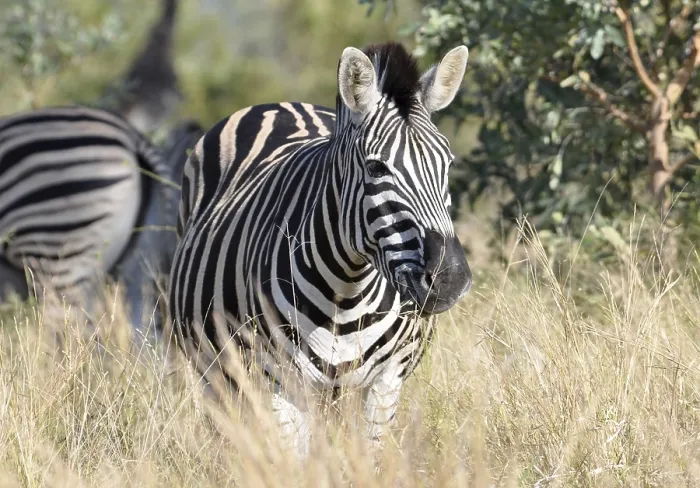 Framed Print : A Burchells Zebra (Equus quagga burchelli) in the Kruger Park