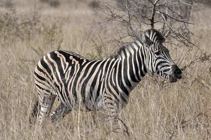 Framed Print : A Burchells Zebra (Equus quagga burchelli) in the Kruger Park Framed Print : A Burchells Zebra (Equus quagga burchelli) in the Kruger Park