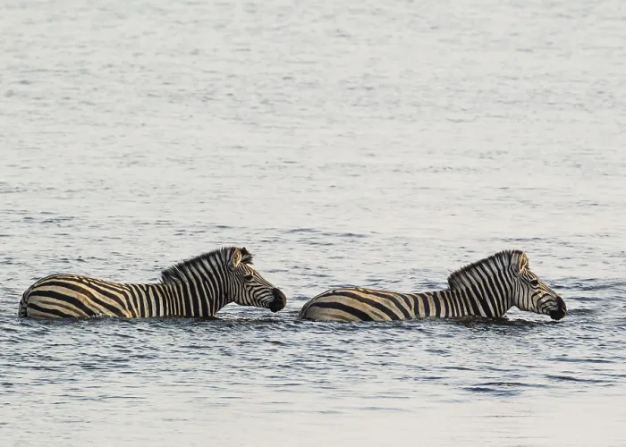 Framed Print : Burchell's Zebra (Equus quagga burchelli) in the water Framed Print : Burchell's Zebra (Equus quagga burchelli) in the water