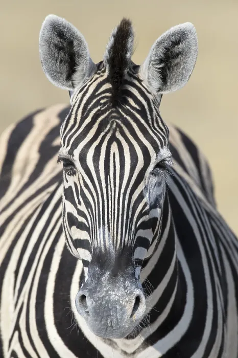 Framed Print : Burchell's Zebra (Equus quagga burchellii)