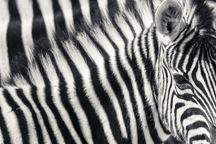Framed Print : Burchell's Zebra (Equus quagga burchellii) Framed Print : Burchell's Zebra (Equus quagga burchellii)