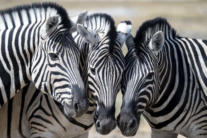Framed Print : Burchell's zebra (Equus quagga burchellii) Framed Print : Burchell's zebra (Equus quagga burchellii)