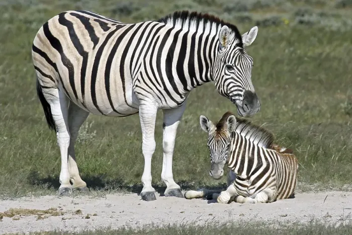 Framed Print : Burchell's zebra (Equus quagga burchellii) with foal