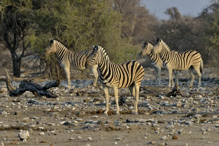 Framed Print : Burchell's Zebras (Equus quagga burchelli)