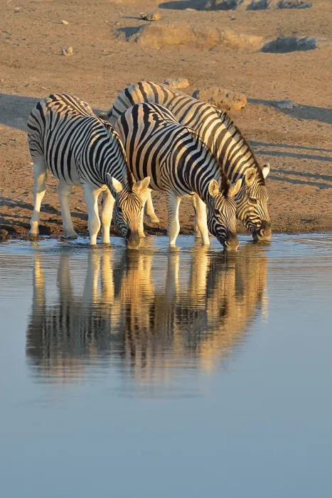 Framed Print : Burchell's Zebras (Equus quagga burchelli)