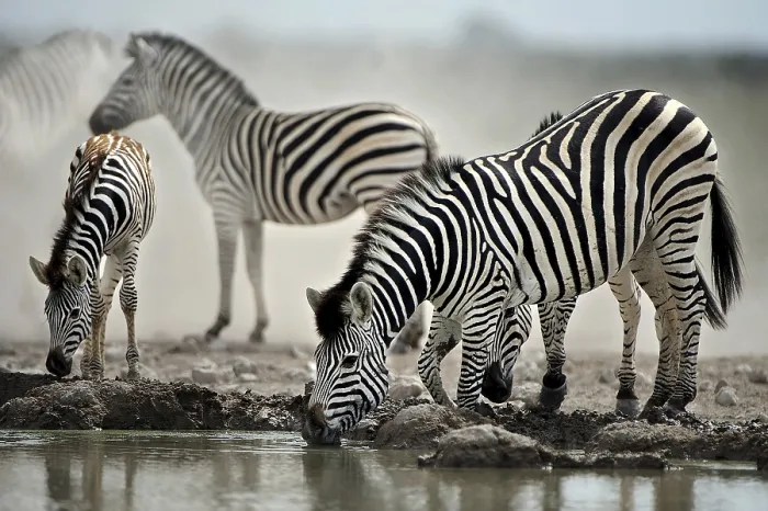 Framed Print : Burchell's Zebras (Equus quagga burchelli) drinking at a waterhole Framed Print : Burchell's Zebras (Equus quagga burchelli) drinking at a waterhole