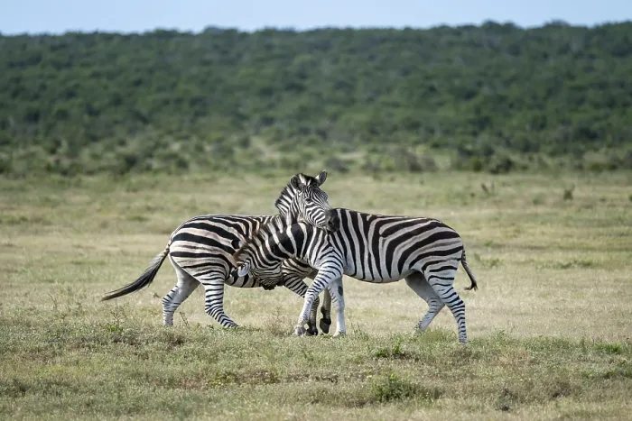 Framed Print : Two Burchell's zebras (Equus quagga burchelli) fighting Framed Print : Two Burchell's zebras (Equus quagga burchelli) fighting