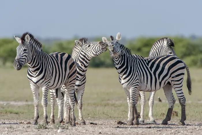 Framed Print : Burchell's Zebras (Equus quagga burchelli) at a waterhole