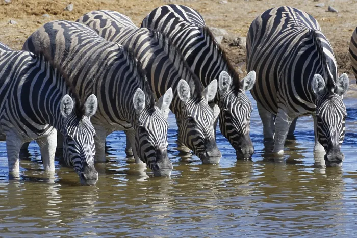 Framed Print : Burchells zebras (Equus quagga burchellii)